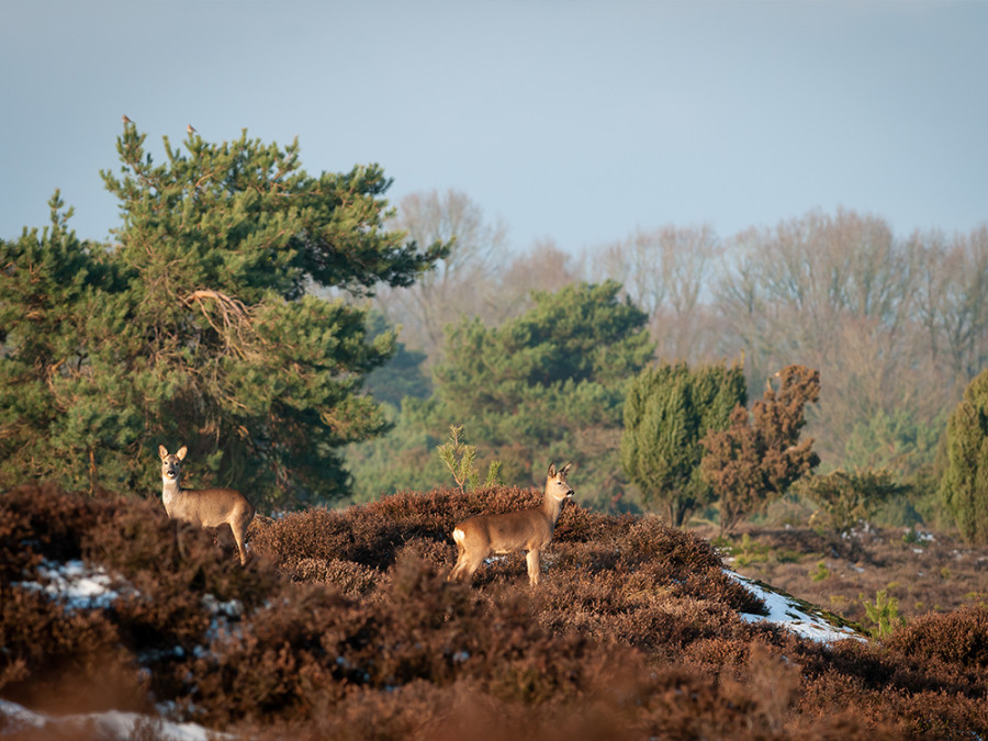 fietsen in drenthe