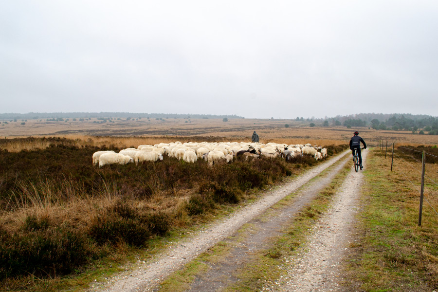 Fietsen in Gelderland