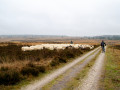 Fietsen bij Kootwijk