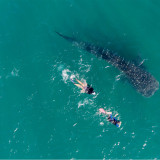 Afbeelding voor Zwemmen met walvishaaien op de Filipijnen