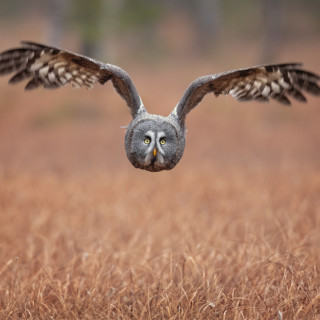 Afbeelding voor Vogels in Finland