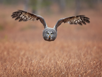 Afbeelding bij Vogels in Finland