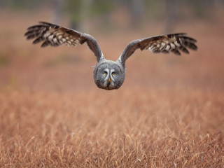 Afbeelding voor Vogels in Finland