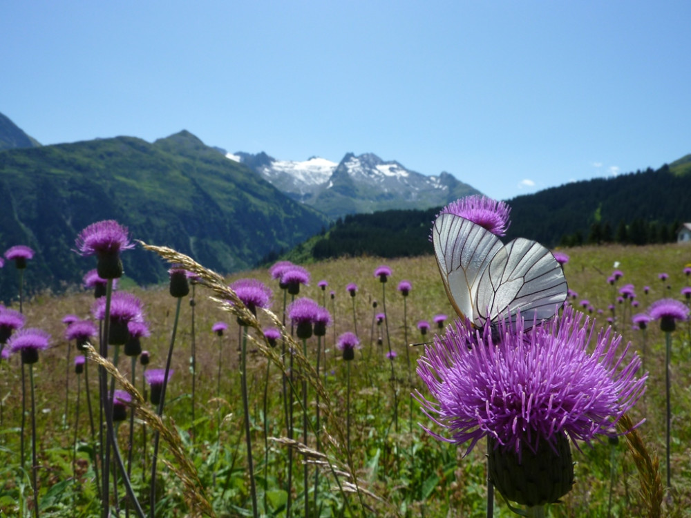 Flora en fauna