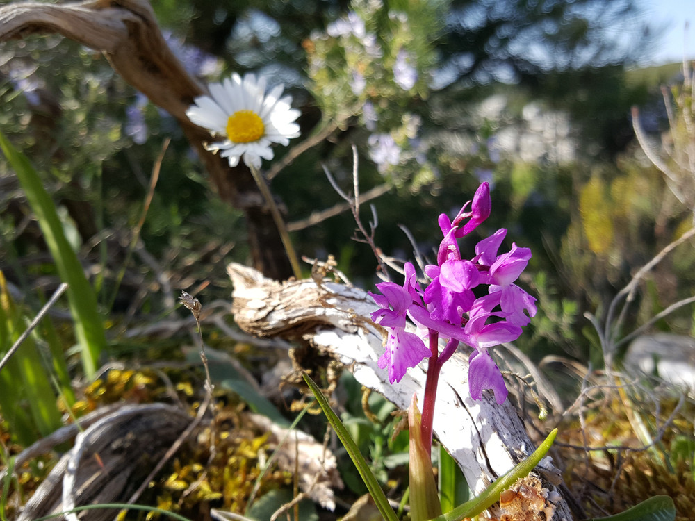 Wilde orchidee