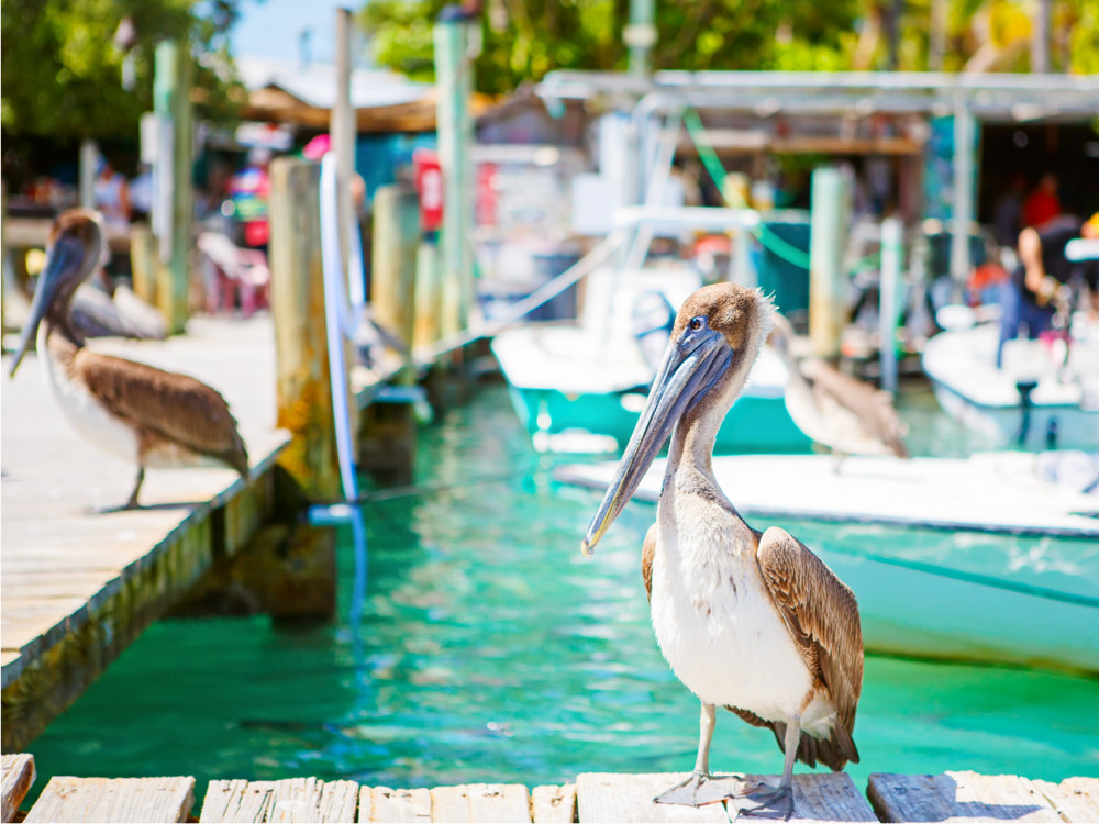 Pelikaan op Islamorada