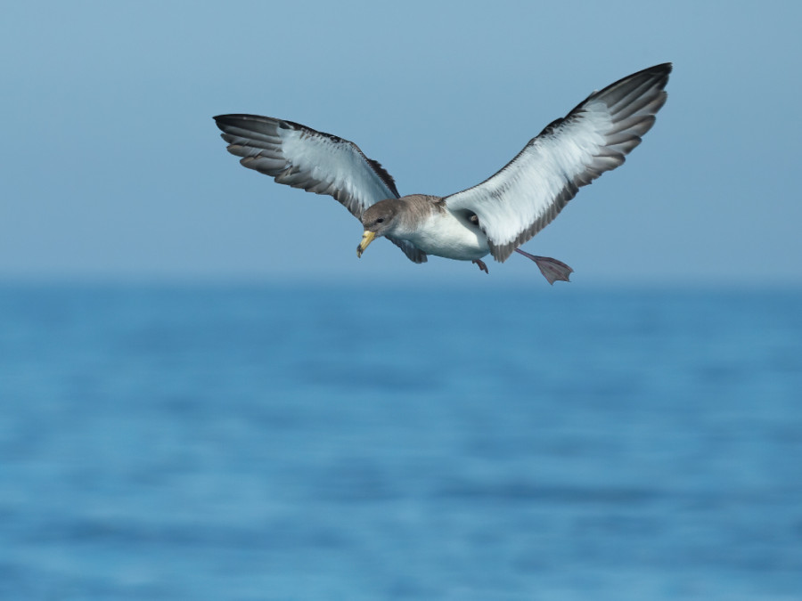 Vogels op Formentera