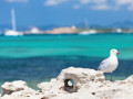 Op Formentera kun je goed vogels spotten
