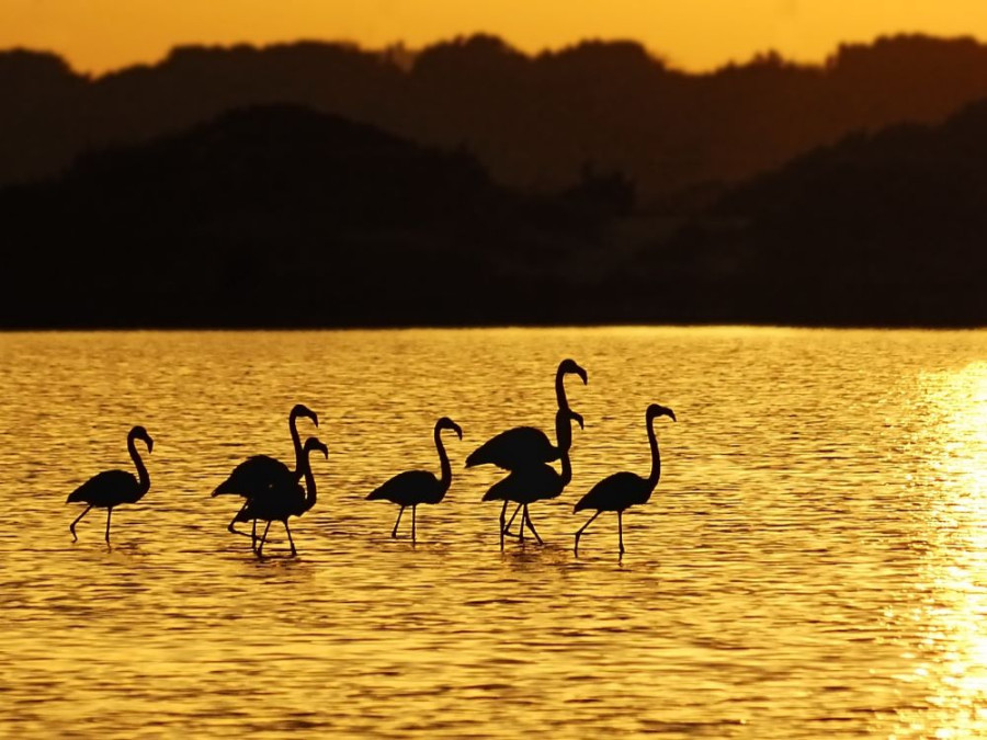 Formentera flamingo's