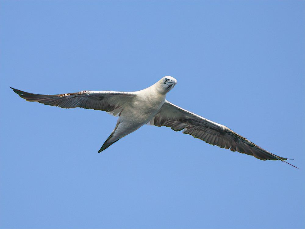 Vogels in Portugal - Jan van Gent