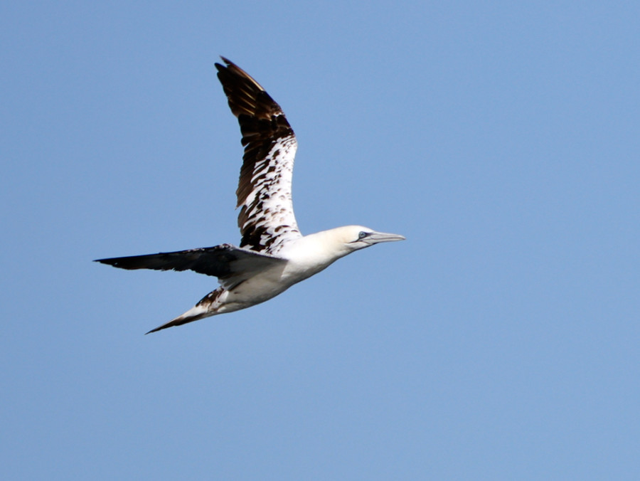 Juveniele jan-van-gent