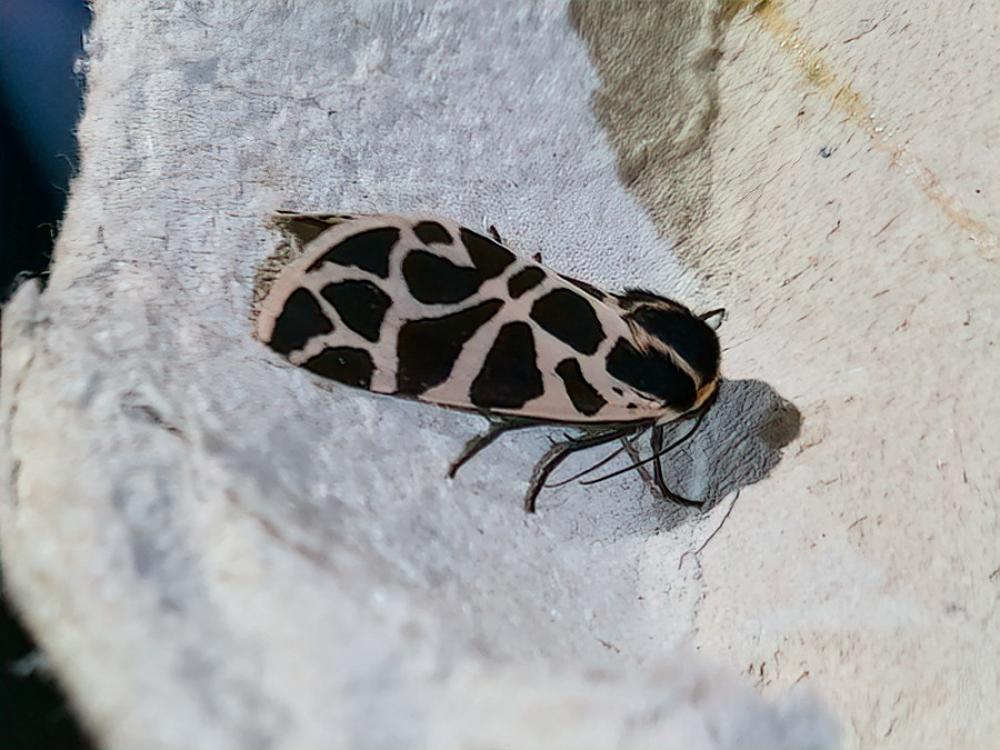 Grammia ornata