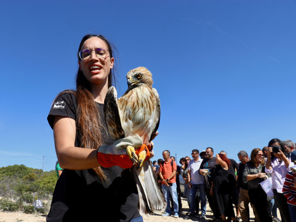 Dwergarend vrijlaten in de Algarve