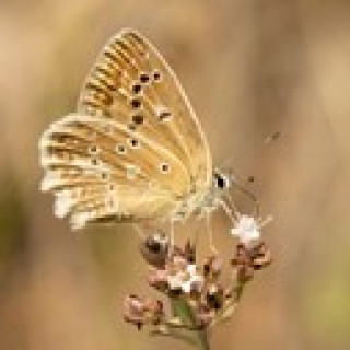 Afbeelding voor Goldcrest Nature Tours - Natuurreizen