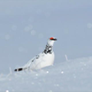 Afbeelding voor Goldcrest Nature Tours - Fotografiereis Alpenvogels