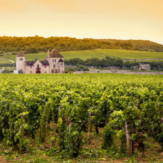 Afbeelding voor Bourgogne