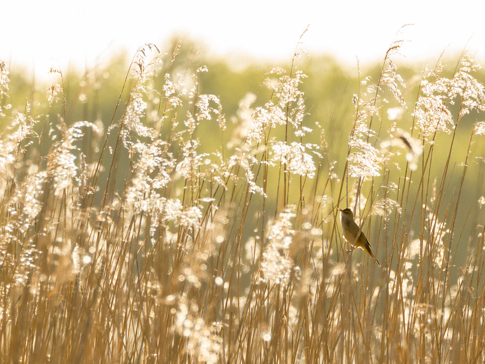 Rietlandschap