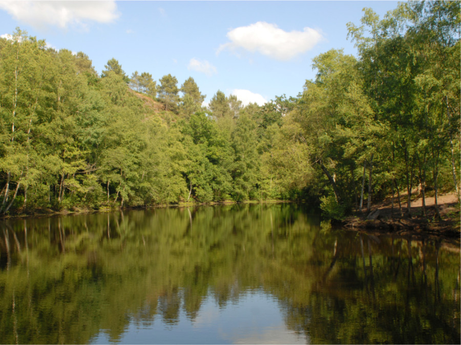 Bossen Bretagne