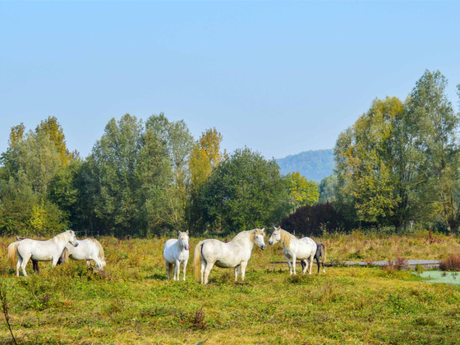 Parc Naturel des Boucles de la Seine