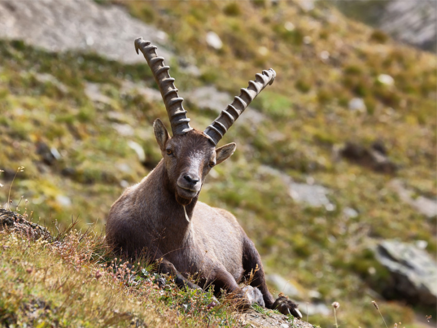 Dieren in de Alpen