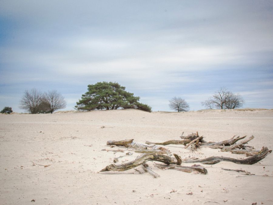 Natuur in Friesland