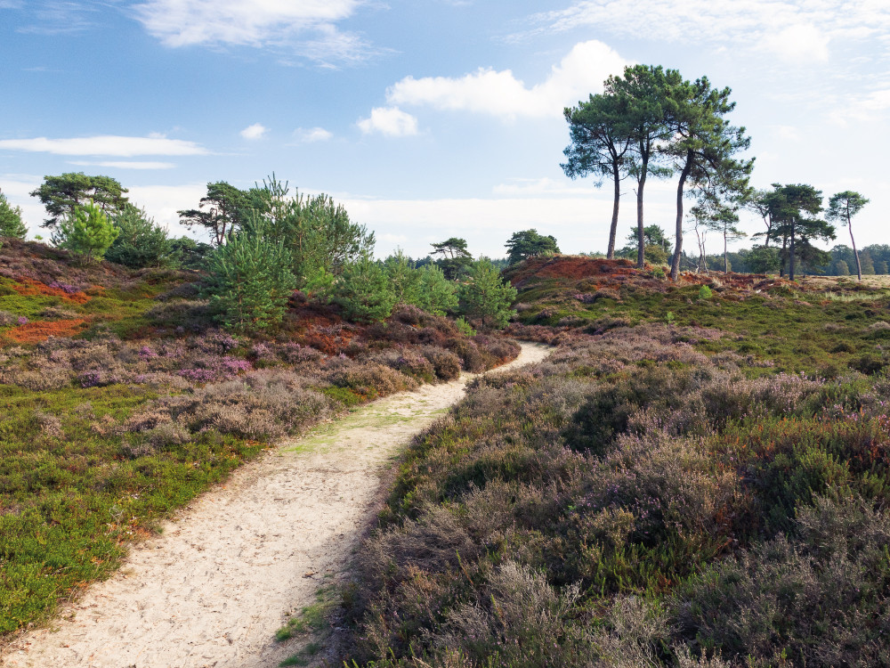 Aekingerzand in het Drents-Friese Wold