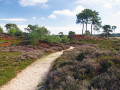 Aekingerzand in het Drents-Friese Wold