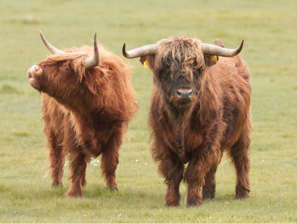 Schotse Hooglanders bij het Lauwersmeer