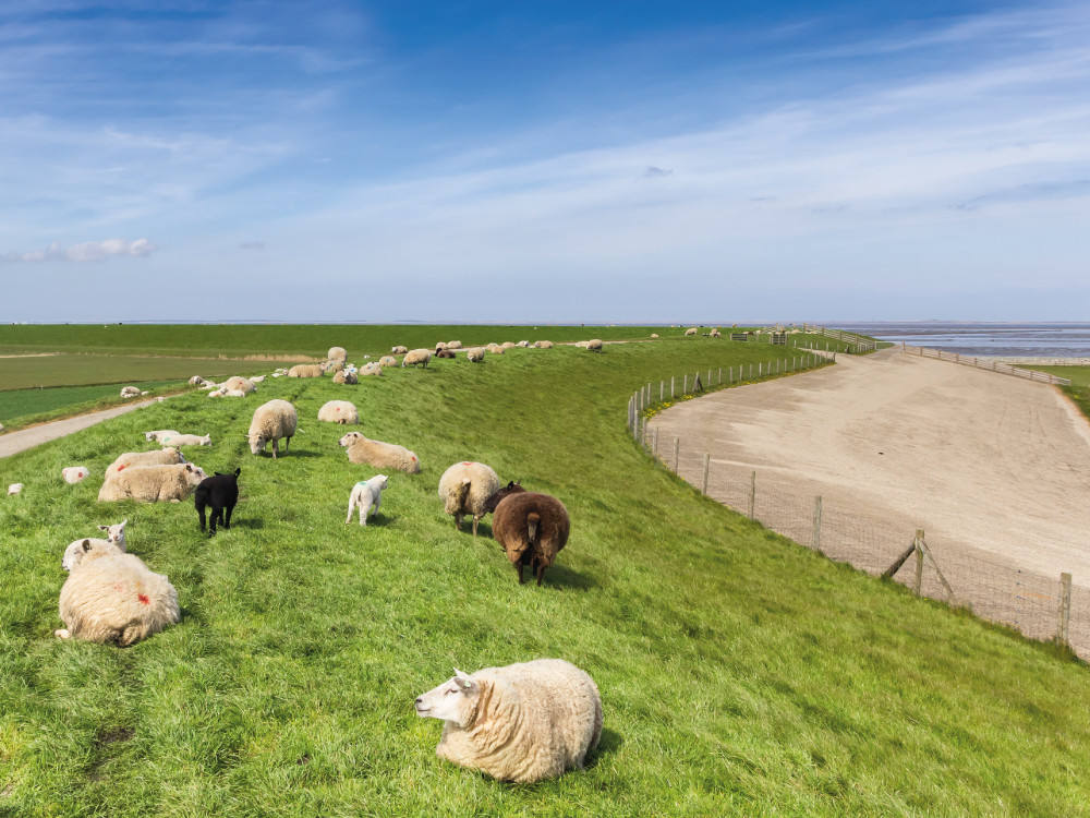 Dijk bij de Waddenzee