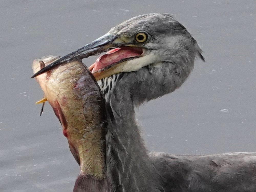 Vogels in La Brenne