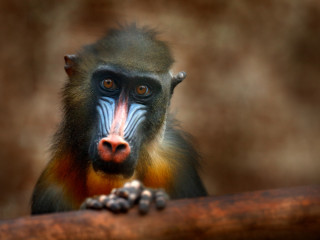 Afbeelding voor Gabon natuur