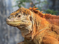 Galapagoslandleguaan