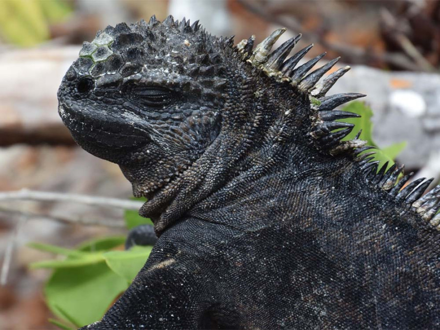 mooiste dieren galapagos