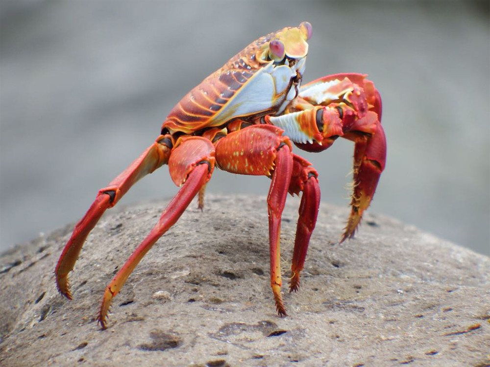 Zeedieren op de Galapagoseilanden