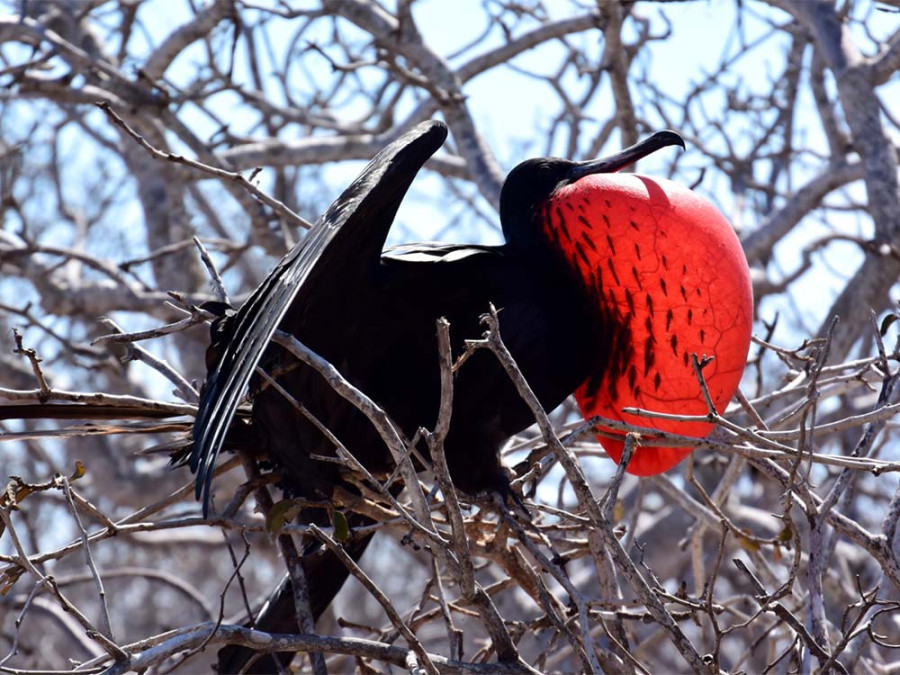 Vogels op de galapagos eilanden