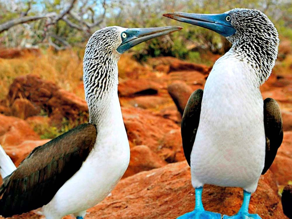 Blauwvoetgent op Galapagos