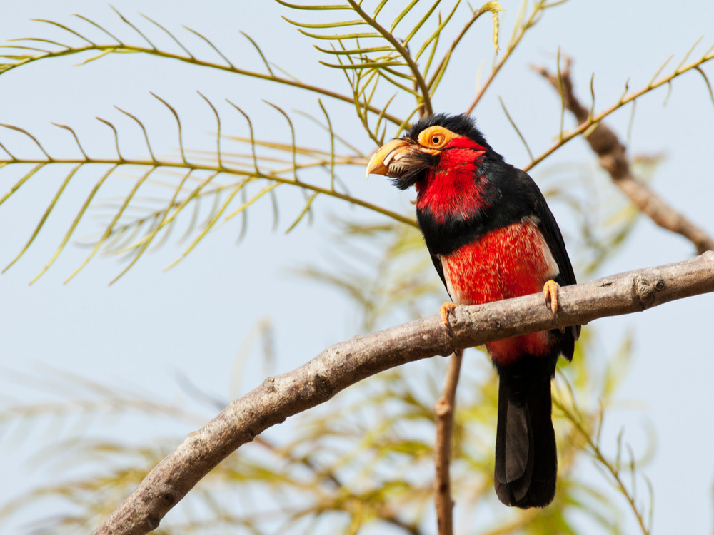 Zwartbandbaardvogel