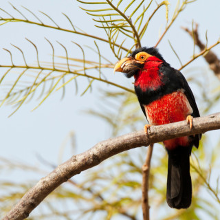 Afbeelding voor Vogels in Gambia