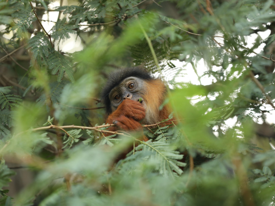 Dieren in Gambia