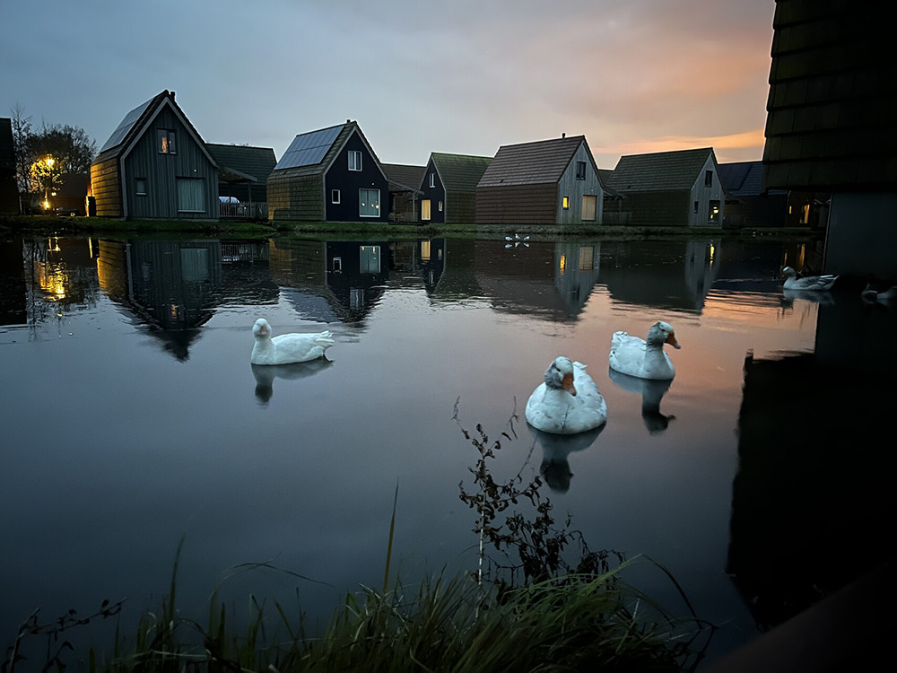 Ganzen op het water bij Landal Reeuwijkse Plassen