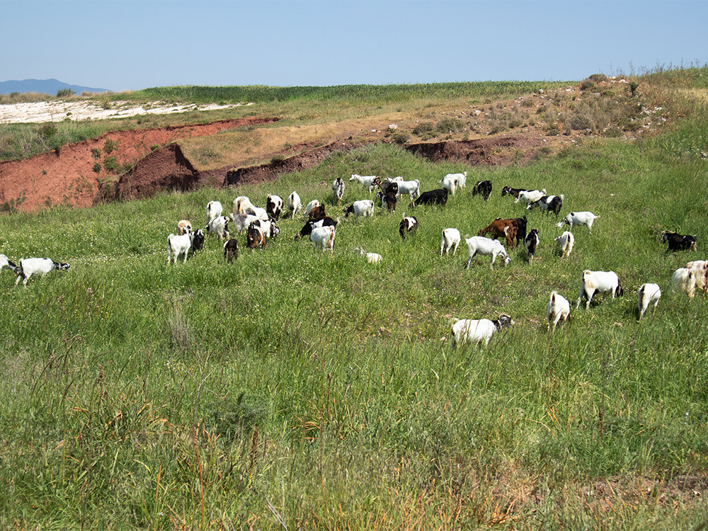 Geiten in Akamas