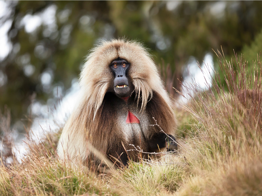 Gelada's in het Simien gebergte