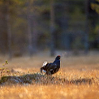 Afbeelding voor Goldcrest - Natuurweekend Belgische Ardennen