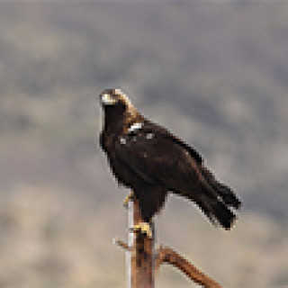 Afbeelding voor Goldcrest Nature Tours - Vogelreis Extremadura