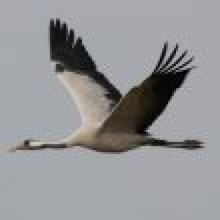 Afbeelding voor Goldcrest Nature Tours - Kraanvogelexcursie