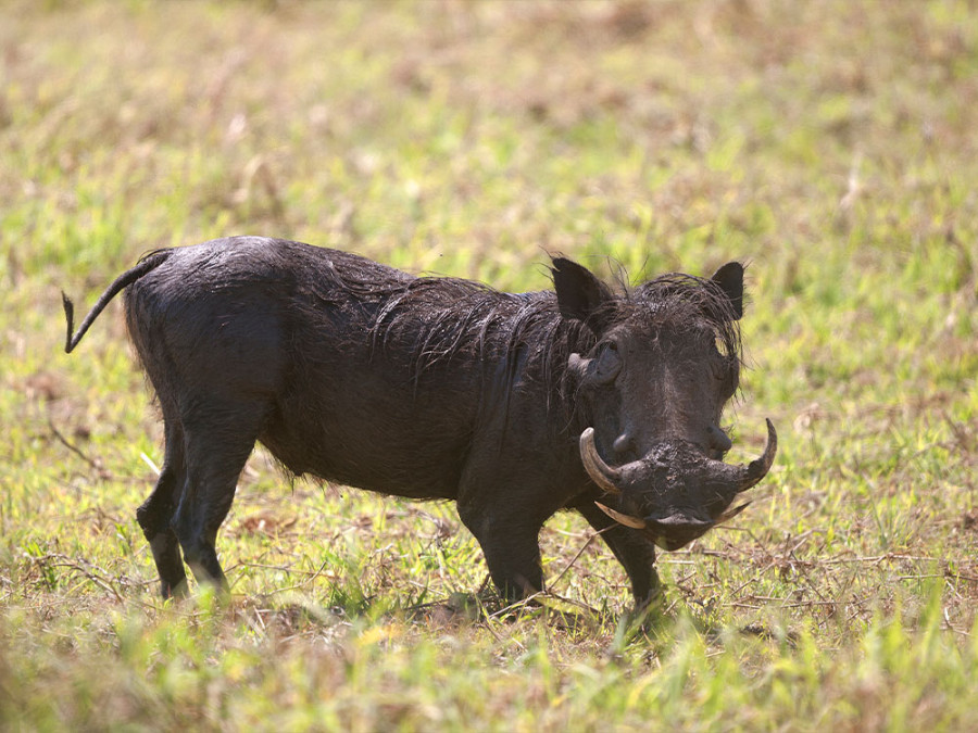 Mooiste plekken Mozambique