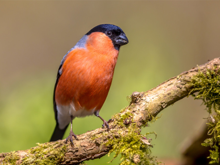 Vogels in de tuin