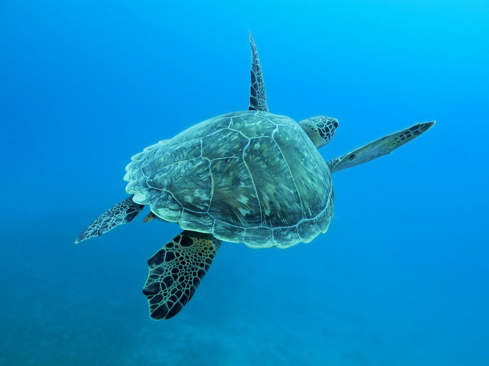 Caretta caretta