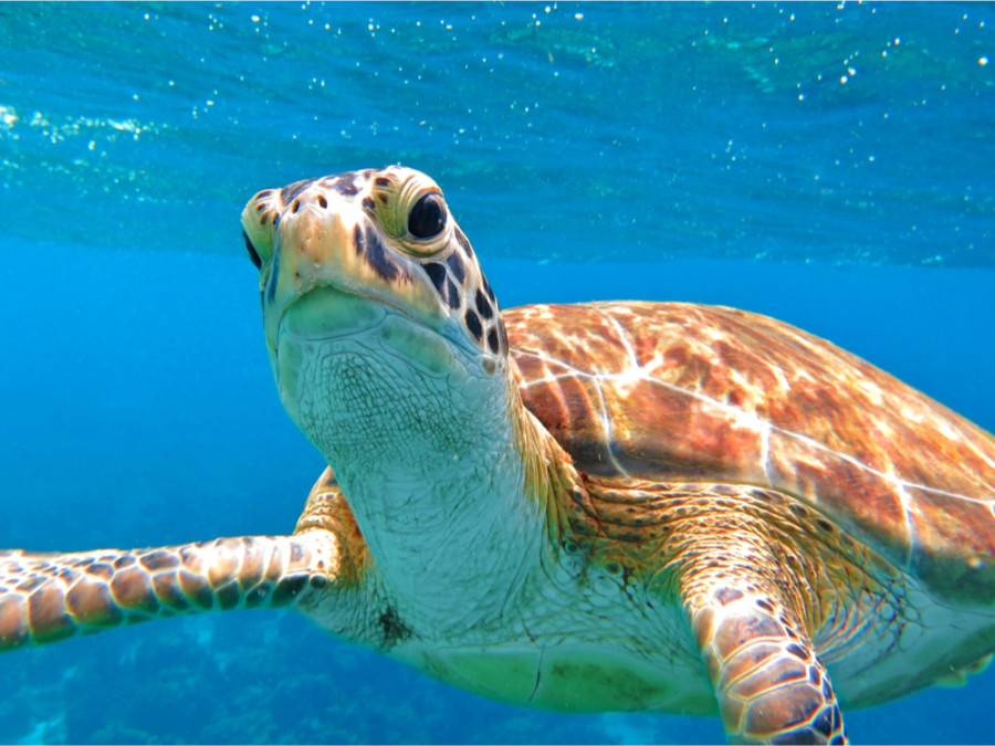 Schildpadden Zakynthos