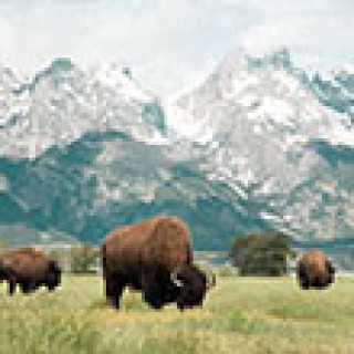 Afbeelding voor Get Your Guide - Grand Teton safari